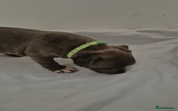 Staffordshire Bull Terrier dogs for sale: Blue Staffs £1,100 Deposit is £245 - Image 23