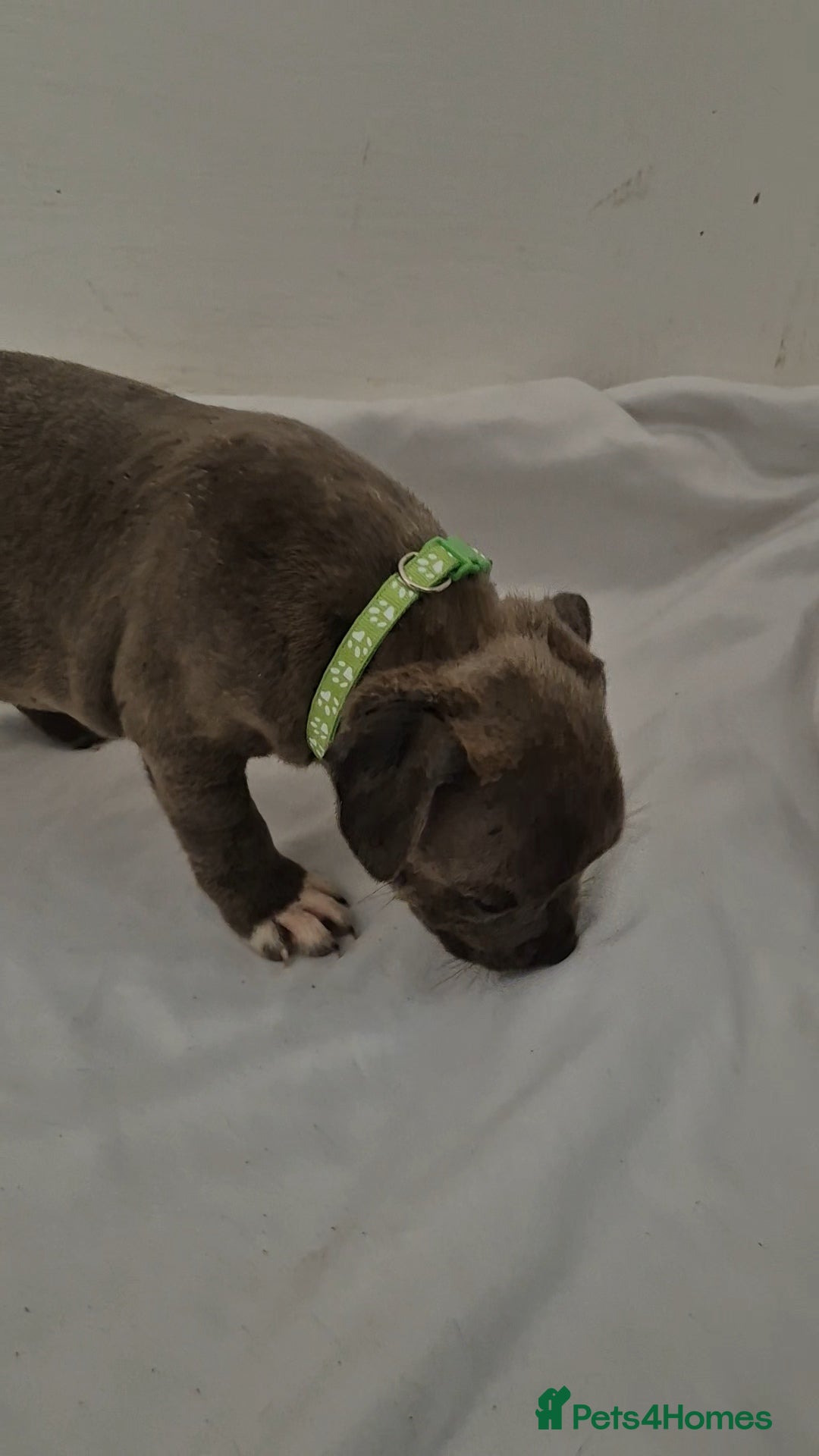 Staffordshire Bull Terrier dogs for sale: Blue Staffs £1,100 Deposit is £245 - Image 23