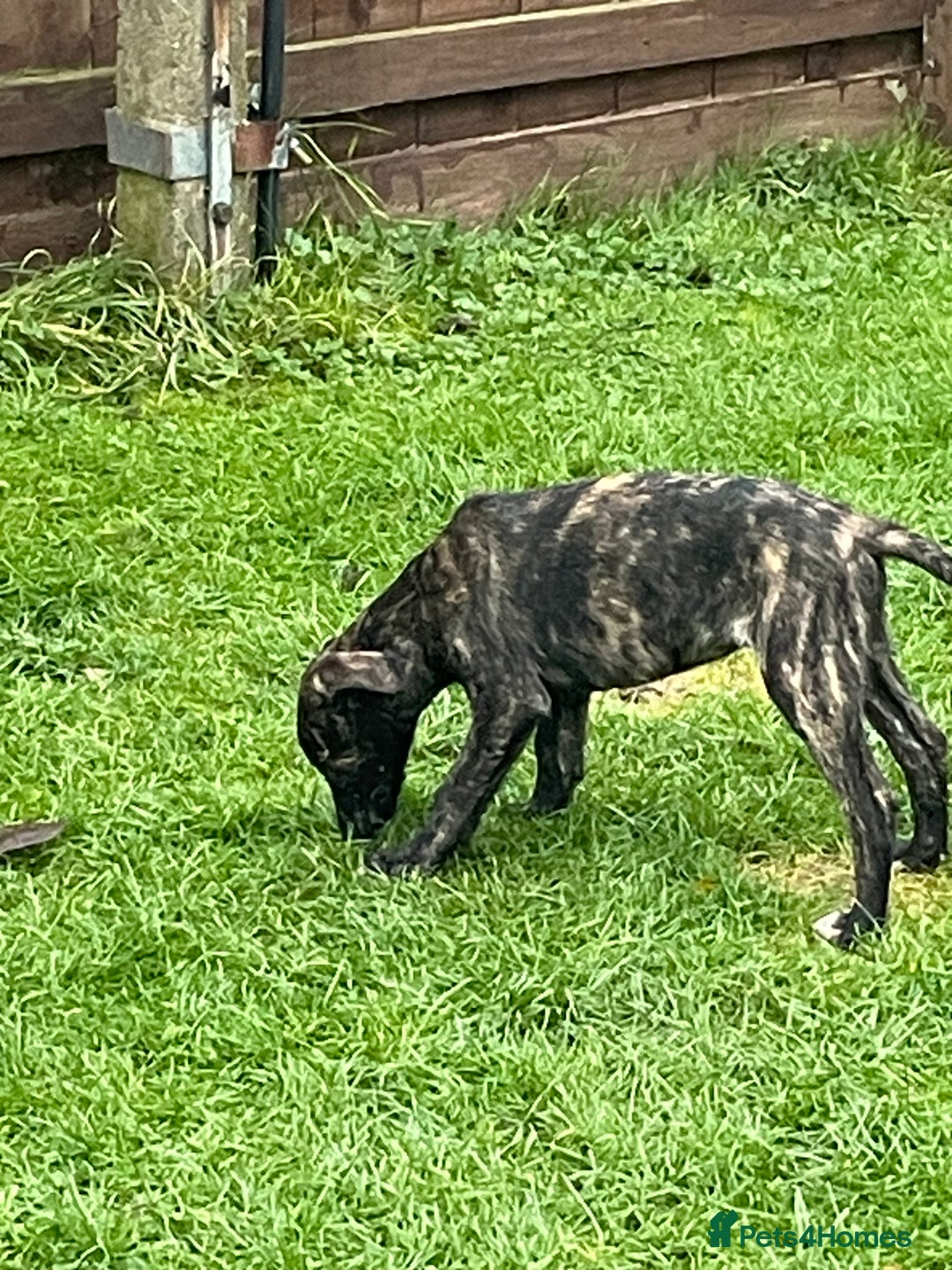 Lurcher dogs for sale: last pup lurcher dog - Advert 4