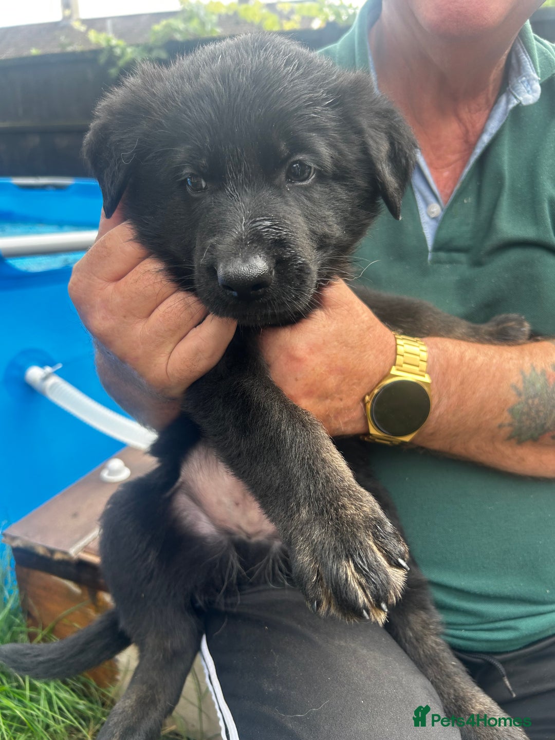 German Shepherd dogs for sale: German shepherd puppies  - Image 1