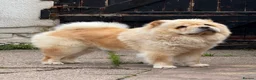 Chow Chow dogs for sale: Chow chow in Crewe - Advert 5