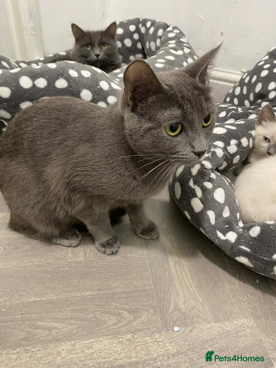 Ragdoll cats for sale: Ragdoll Kittens X British longhair - Advert 2