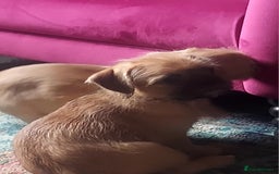 Mixed Breed dogs for sale: Puppys Reduced  in Jarrow - Image 16