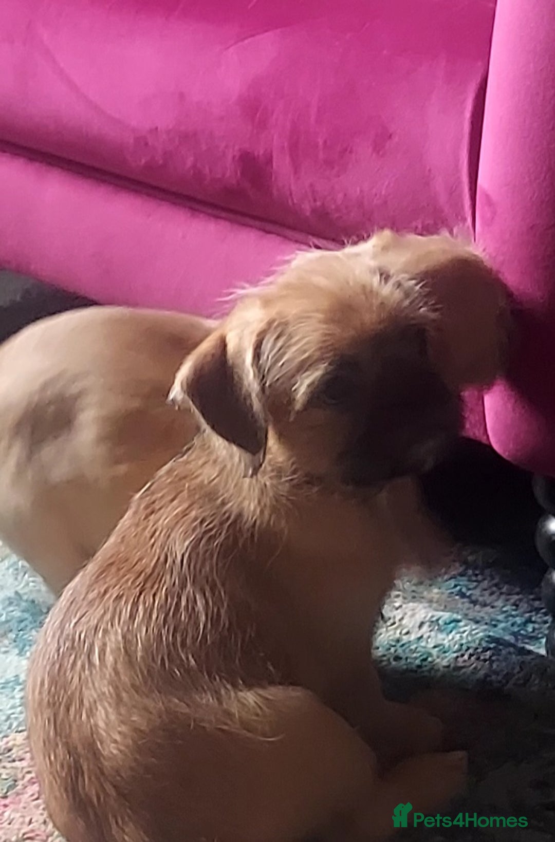 Mixed Breed dogs for sale: Puppys Reduced  in Jarrow - Image 16