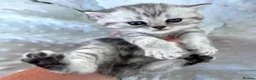British Shorthair cats for sale: Gorgeous silver female British shorthair kitten - Advert 7