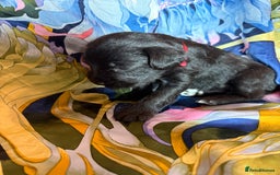 Miniature Schnauzer dogs for sale: Gorgeous KC Reg mini Schnauzers 1 black girl left  - Advert 12