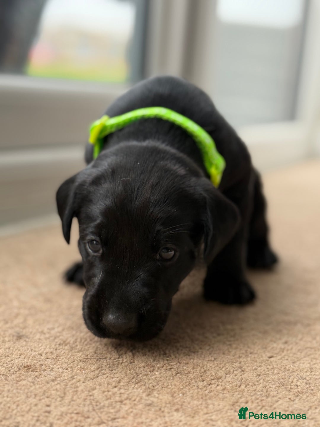 Labrador Retriever dogs for sale: KC registered Labrador Retriever puppies available - Advert 9