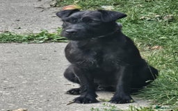 Patterdale Terrier dogs for sale: 2 Adorable Farm-Bred Girls.  - Image 7
