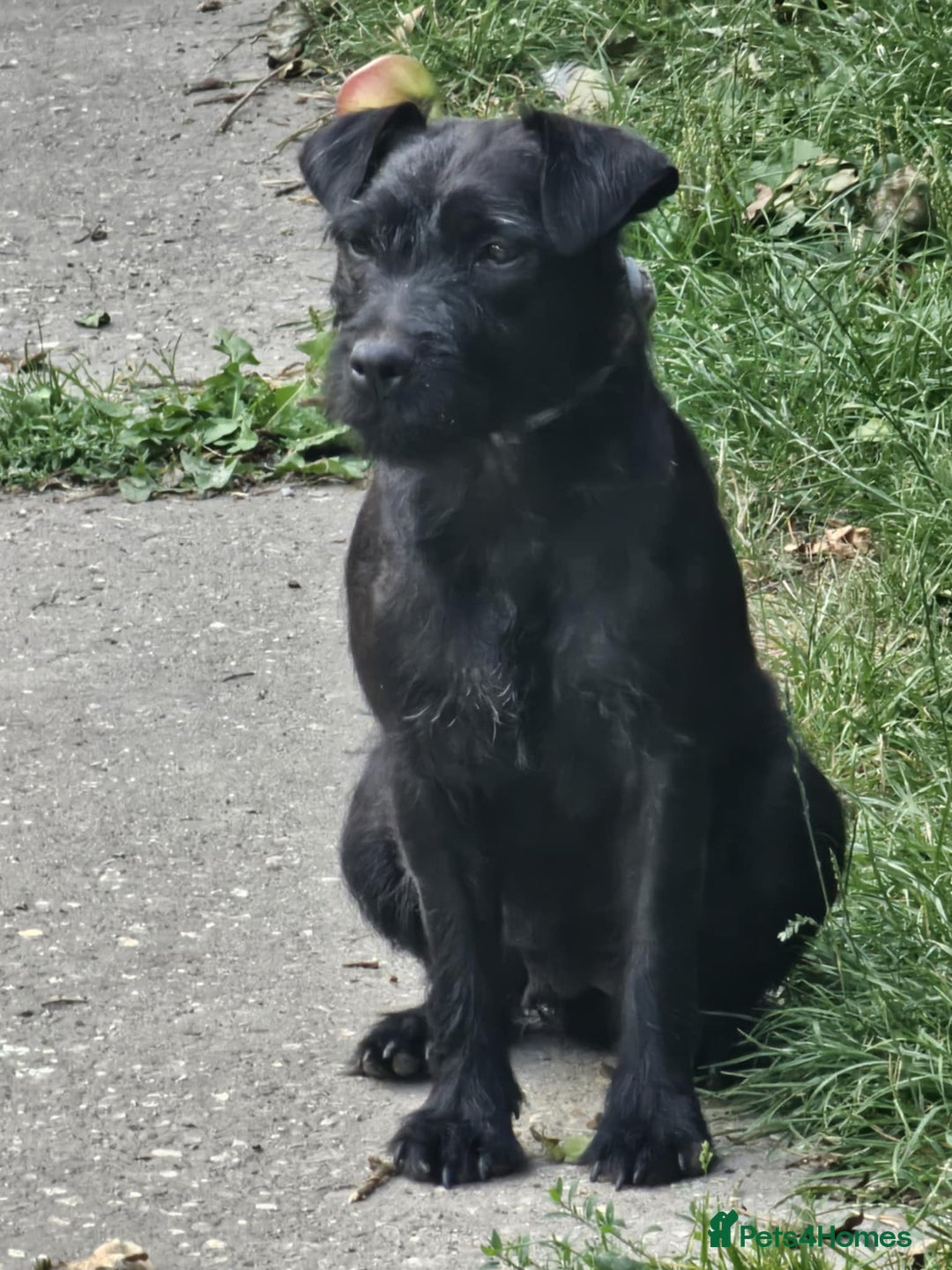 Patterdale Terrier dogs for sale: 2 Adorable Farm-Bred Girls.  - Image 7