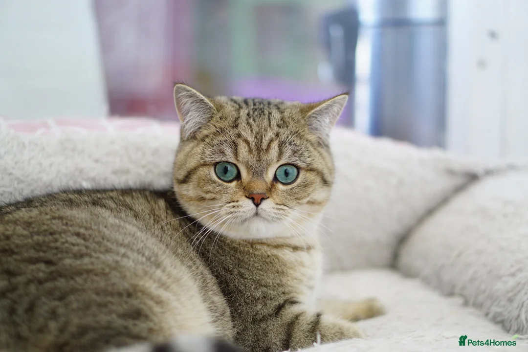British Shorthair cats for sale: BSH reg kittens, Silver & Gold - Advert 5