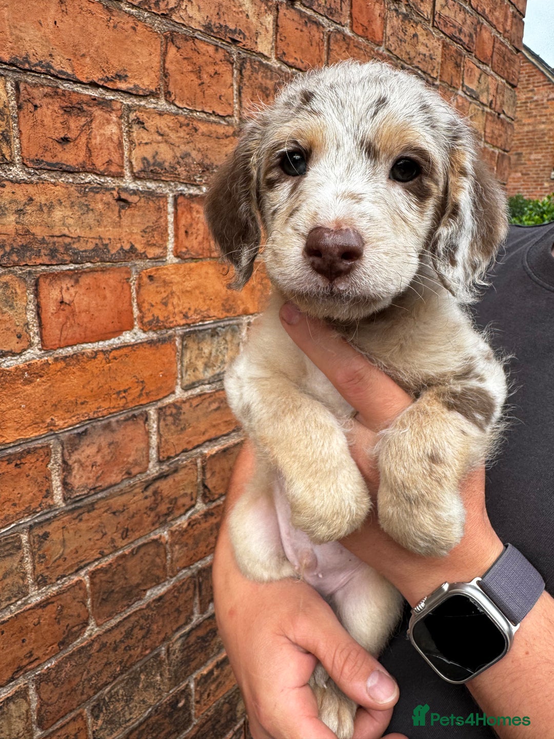 Labradoodle dogs for sale: One beautiful F1B Labradoodle puppy left!  - Image 8
