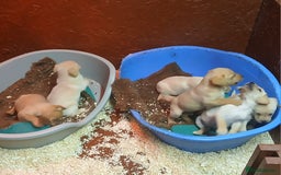 Labrador Retriever dogs for sale: Beautiful yellow/Red KC Labrador Puppies - Image 8