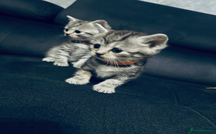 Scottish Fold cats - Advert 8