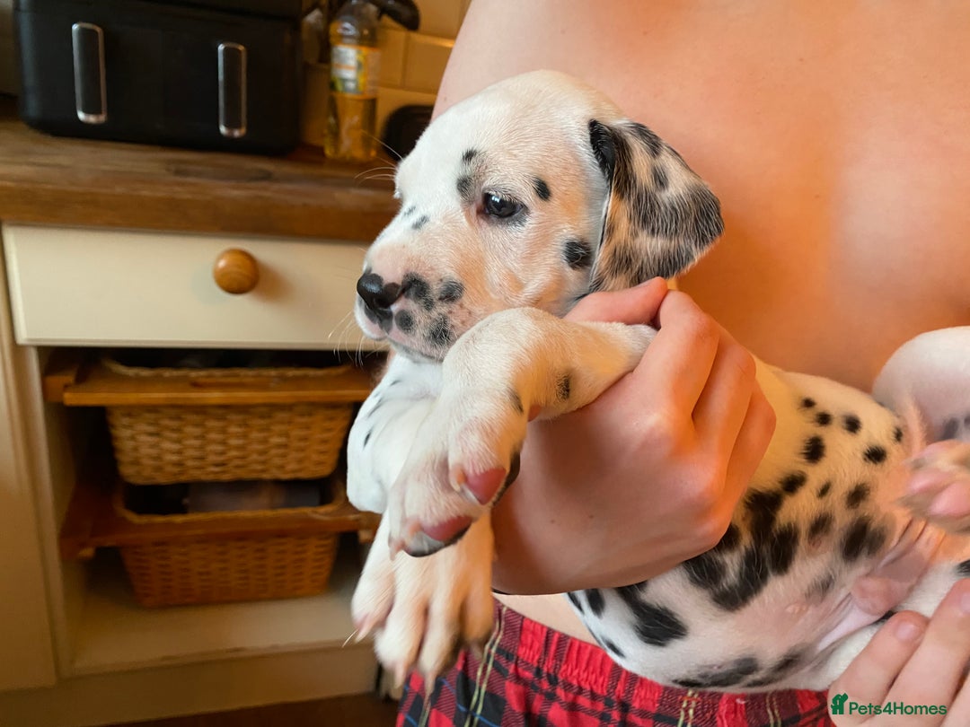 Dalmatian dogs for sale: Top quality show type Dalmatian pups 🐶  - Image 18
