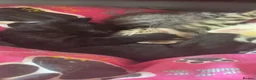 Mixed Breed cats for sale: Three female kittens  in Brierley Hill - Advert 4