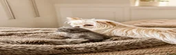 Mixed Breed cats for sale: Four fluffy mixed breed blue/grey kittens - Advert 11