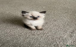 Mixed Breed cats for sale: 3 beautiful ragdoll cross  - Image 9