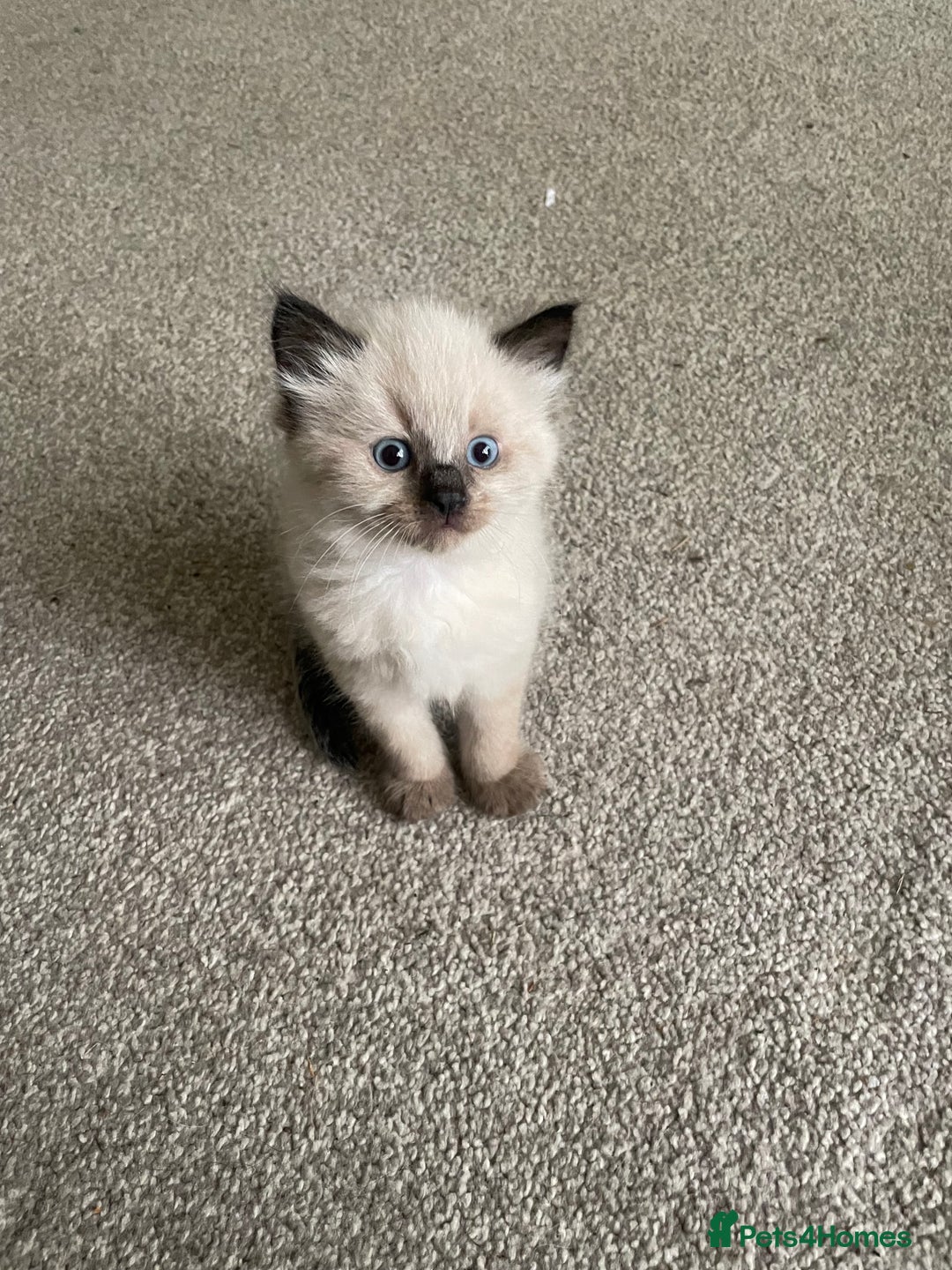 Mixed Breed cats for sale: 3 beautiful ragdoll cross  - Image 9
