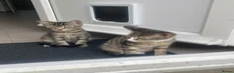 Mixed Breed cats for sale: Two Sisters 16 weeks old - Advert 4