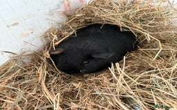 Guinea Pig rodents for sale: Two guinea pigs for sale - Image 5