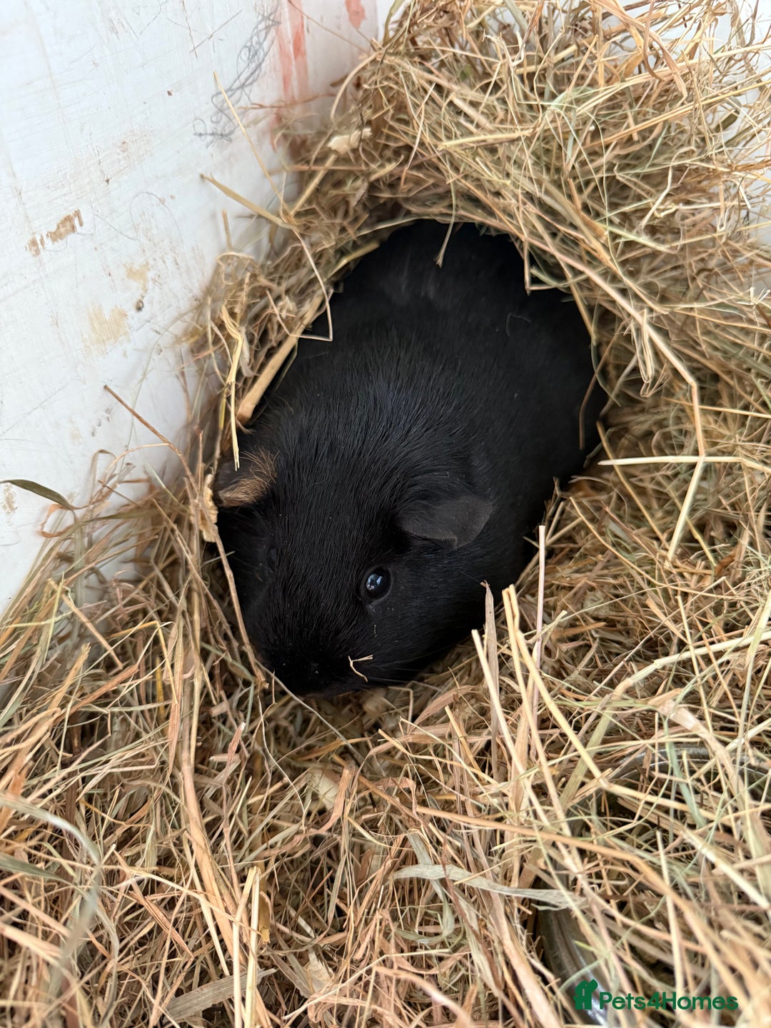 Guinea Pig rodents for sale: Two guinea pigs for sale - Image 5