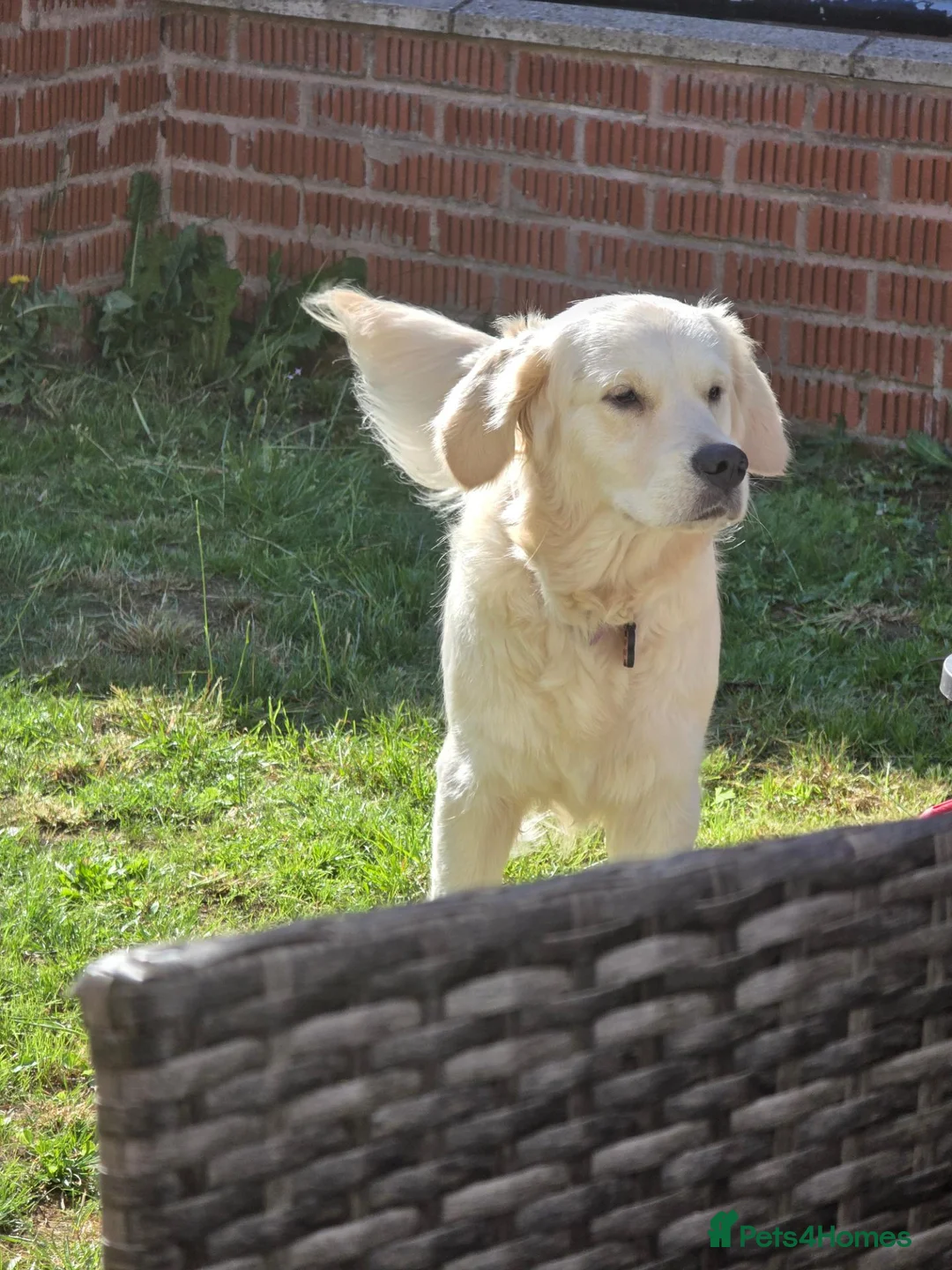 Golden Retriever dogs for sale: Female Golden Retriever  - Advert 2