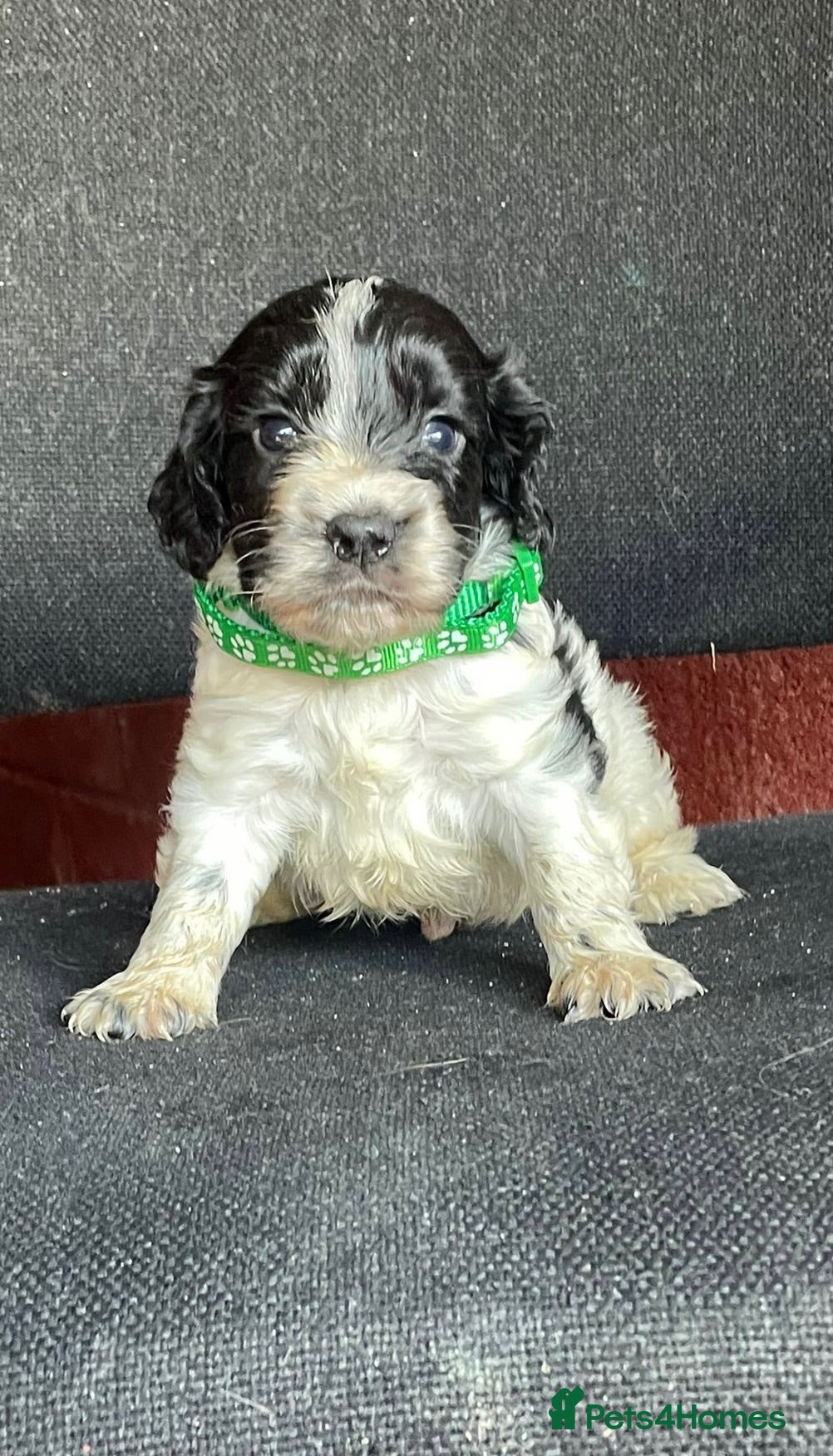 Cocker Spaniel dogs 3 beautiful cocker spaniel pups - Advert 1
