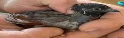 Quail poultry for sale: Chinese Painted/Button Quail males  - Advert 7