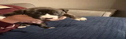 Mixed Breed dogs for sale: Beautiful English Bull Terrier cross Staffy - Advert 3