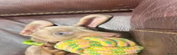 Miniature Dachshund dogs for sale: Milo boy Isabella tan miniature dachshund  in South Croydon - Advert 3