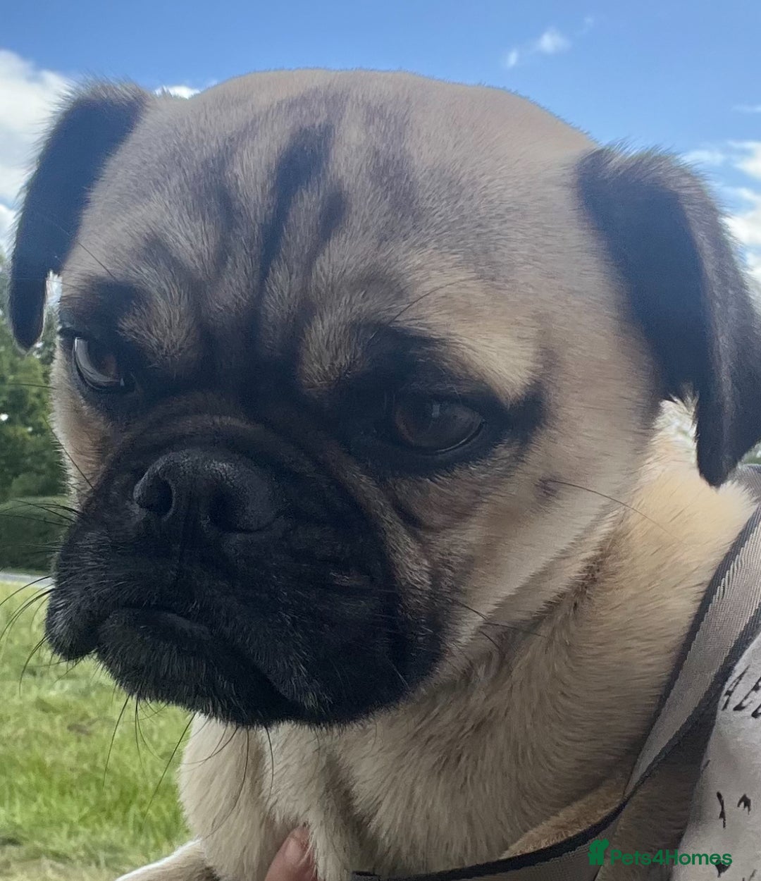 Jug dogs for sale: Pug for sale  - Advert 2