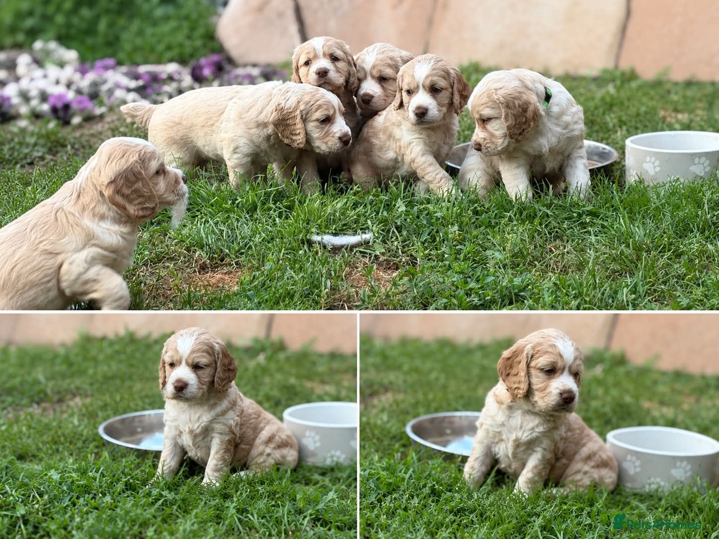 Sprocker dogs Gorgeous golden working sprokers - Advert 1