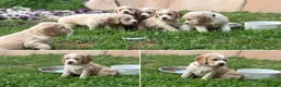 Sprocker dogs for sale: Gorgeous golden working sprokers - Advert 8