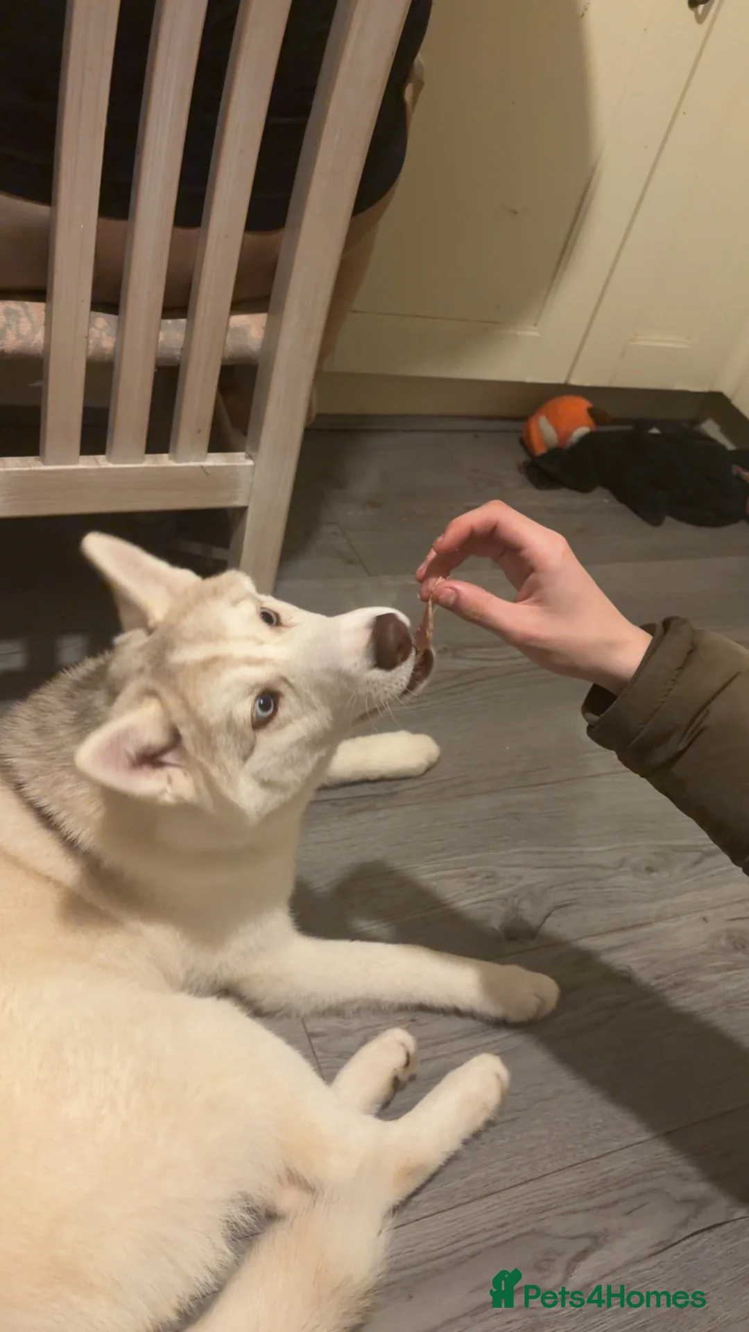 Siberian Husky dogs for sale: Husky  in Sutton-in-Ashfield - Advert 1