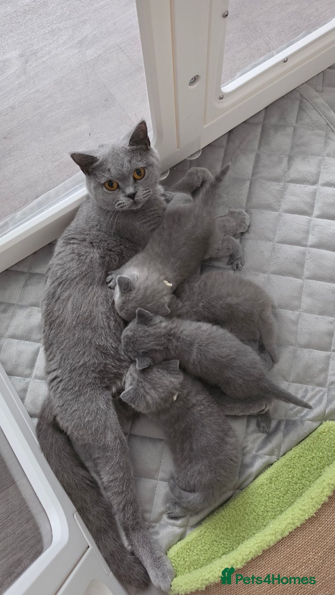 British Shorthair cats Beautiful blue/ lilac British shorthair kittens  - Advert 1