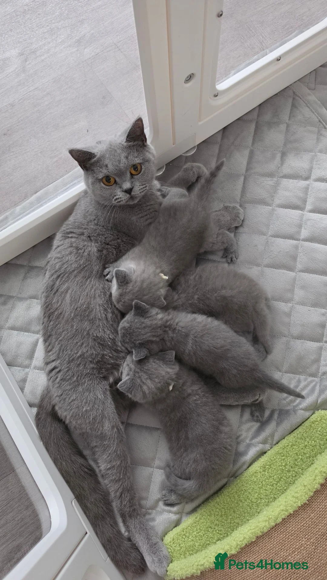 British Shorthair cats for sale: Beautiful blue/ lilac British shorthair kittens  in Peterborough - Advert 1