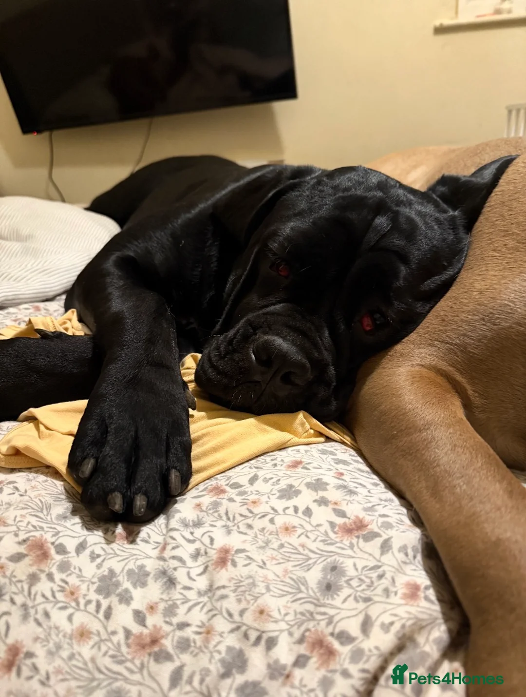 Cane Corso dogs for sale: 23month old female Cane Corso - Advert 3