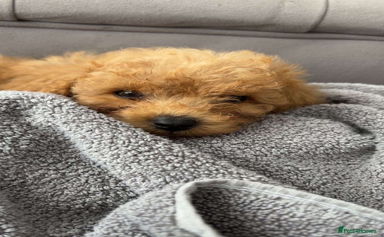 Cavapoo dogs - Advert 2