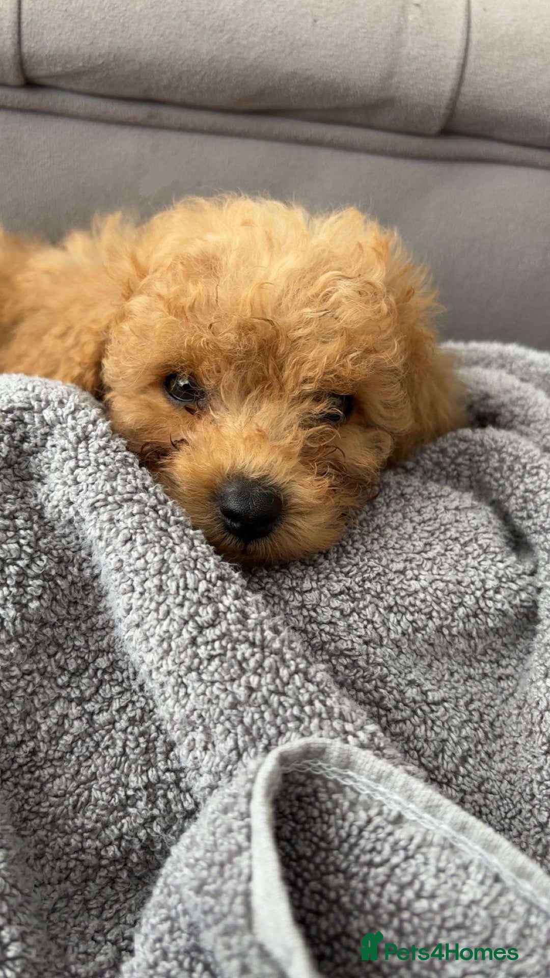 Cavapoo dogs for sale: F1b toy cavapoos  - Image 1