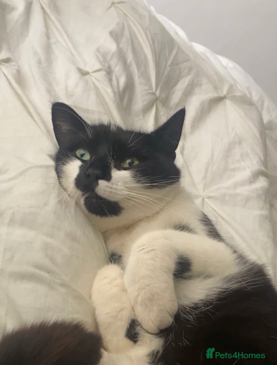 Domestic Shorthair cats for sale: Two lovely boy cats for sale  - Advert 3