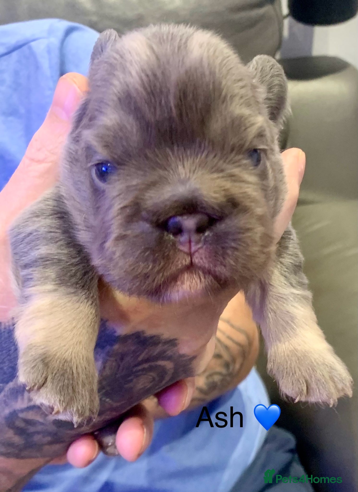 French Bulldog dogs Isabella fluffy  **  french bulldogs - Advert 4