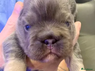 French Bulldog dogs Isabella fluffy ** french bulldogs - Advert 4