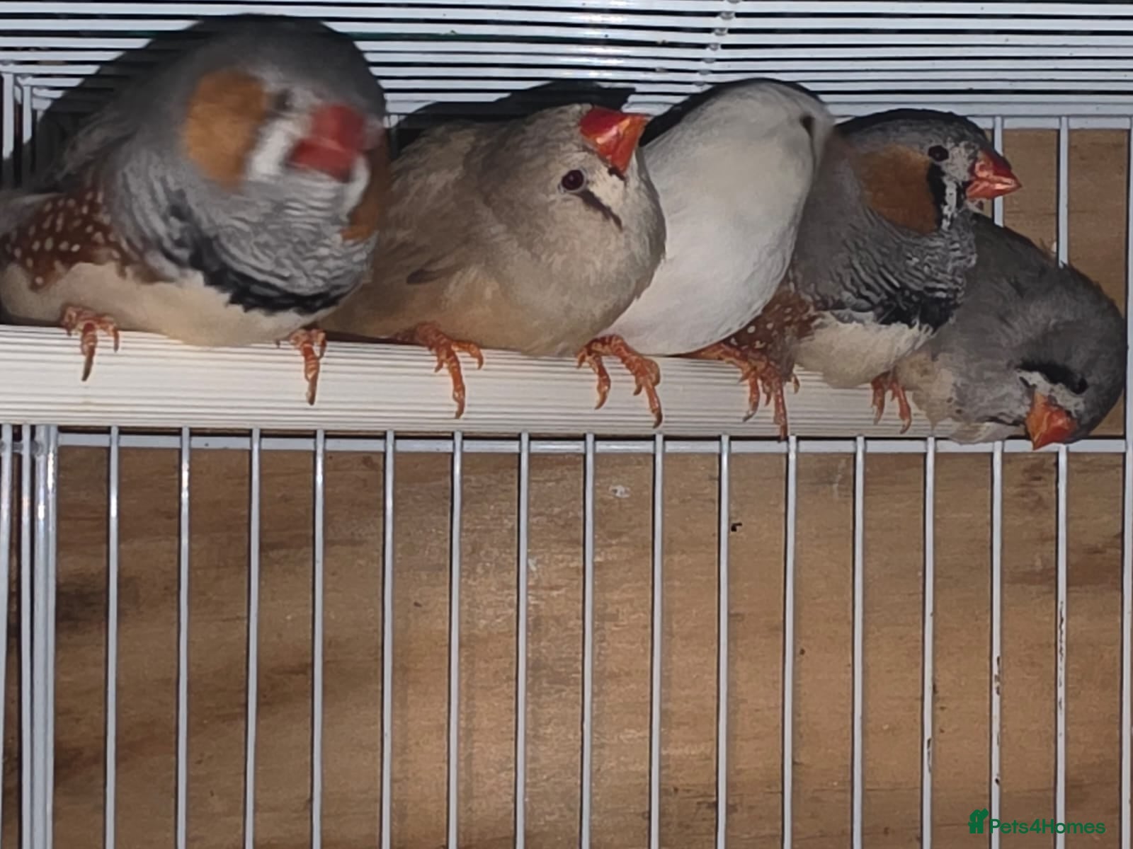 Finches birds Bengalese Finches and Zebra Finches - Advert 1