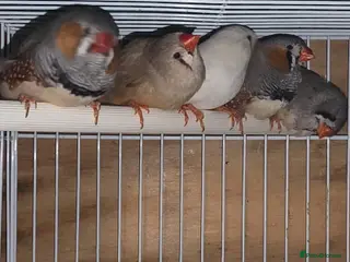 Finches birds Bengalese Finches and Zebra Finches - Advert 1