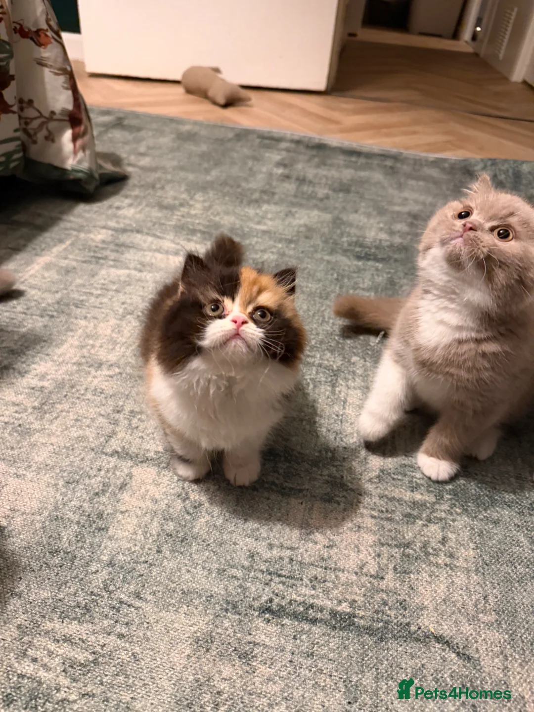 British Longhair cats for sale: Black tortie and white cinnamon carrier  - Advert 2