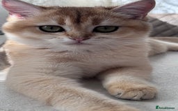 British Shorthair cats for sale: BSH GCCF Girl and Boy NY 12 GOLDEN BLACK SHEDDED  in Basildon - Image 5