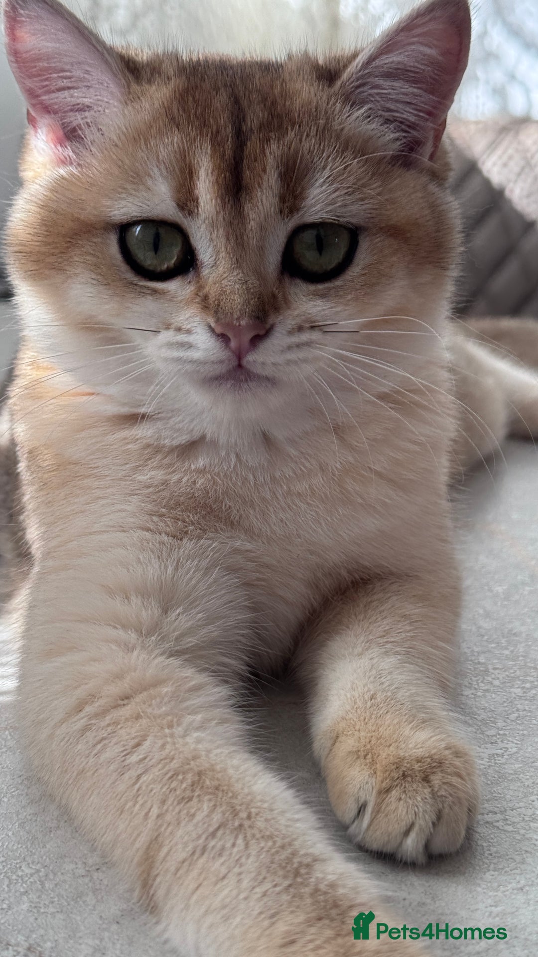 British Shorthair cats for sale: BSH GCCF Girl and Boy NY 12 GOLDEN BLACK SHEDDED  in Basildon - Image 5