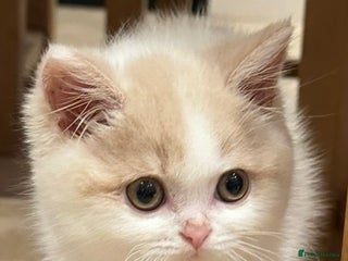 British Shorthair cats Ready NOW GCCF Reg British shorthair kittens - Advert 2