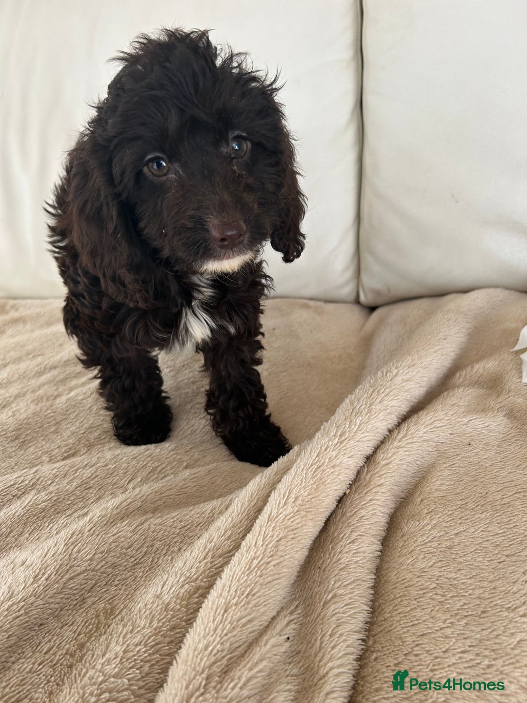 Cockapoo dogs for sale: Adorable cockapoo puppies for sale  - Image 3
