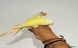 Conures birds for sale: Hand reared conures for sale - Image 7